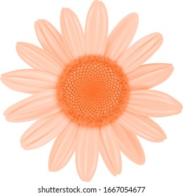 Daisy flower isolated orange color, vector illustration.