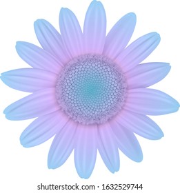 Daisy flower isolated purple blue, vector illustration.