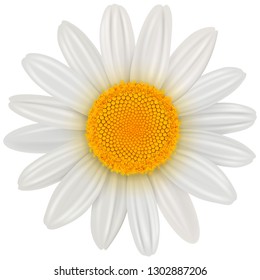 Daisy flower isolated, vector illustration.