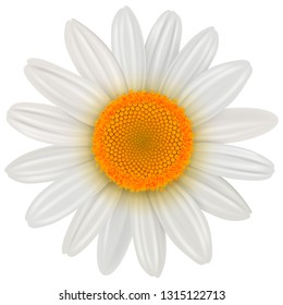 Daisy flower isolated, vector illustration.