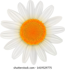 Daisy flower isolated, vector illustration.