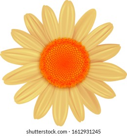 Daisy Blume einzeln, Vektorgrafik.