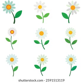 A Daisy flower with leaf on a white background