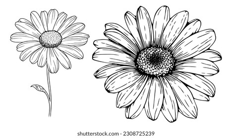 Daisy flower with leaves line art. Black outline vector botanical art. Modern floral illustration.