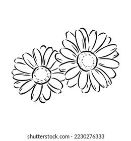 Daisy flower line art drawing. Vector hand drawn engraved illustration. Wild Chamomile black ink sketch. Wild botanical garden bloom. Great for tea packaging, label, icon, greeting cards, decor