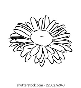 Daisy flower line art drawing. Vector hand drawn engraved illustration. Wild Chamomile black ink sketch. Wild botanical garden bloom. Great for tea packaging, label, icon, greeting cards, decor