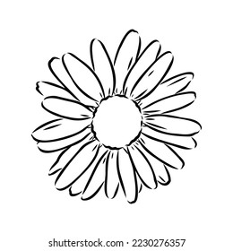 Daisy flower line art drawing. Vector hand drawn engraved illustration. Wild Chamomile black ink sketch. Wild botanical garden bloom. Great for tea packaging, label, icon, greeting cards, decor