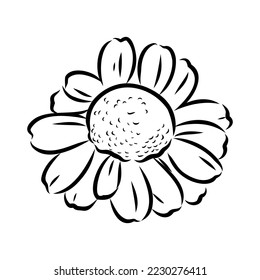 Daisy flower line art drawing. Vector hand drawn engraved illustration. Wild Chamomile black ink sketch. Wild botanical garden bloom. Great for tea packaging, label, icon, greeting cards, decor