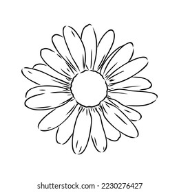 Daisy flower line art drawing. Vector hand drawn engraved illustration. Wild Chamomile black ink sketch. Wild botanical garden bloom. Great for tea packaging, label, icon, greeting cards, decor