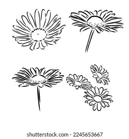 Daisy flower line art drawing. Vector hand drawn engraved illustration. Wild Chamomile black ink sketch. Wild botanical garden bloom. Great for tea packaging, label, icon, greeting cards, decor