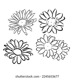 Dibujo de la flor de margarita. Ilustración grabada con la mano del vector. Esbozo de tinta negra de Chamomile salvaje. Flor de jardín botánico salvaje. Ideal para empaque de té, etiqueta, icono, tarjetas de felicitación, decoración