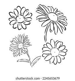 Dibujo de la flor de margarita. Ilustración grabada con la mano del vector. Esbozo de tinta negra de Chamomile salvaje. Flor de jardín botánico salvaje. Ideal para empaque de té, etiqueta, icono, tarjetas de felicitación, decoración