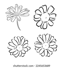 Daisy flower line art drawing. Vector hand drawn engraved illustration. Wild Chamomile black ink sketch. Wild botanical garden bloom. Great for tea packaging, label, icon, greeting cards, decor