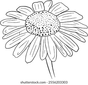 Daisy flower line art. Flat isolated  hand drawn flowers. Minimalist style vector illustration