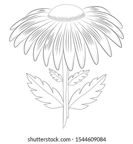 Daisy flower with long petals drawn by lines.