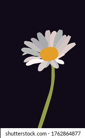 Daisy flower on dark background. Bellis perennis. Digital vectorial illustration. 