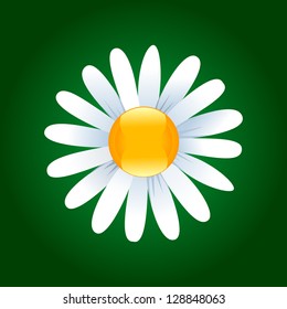 Daisy flower on a dark green background. Vector illustration