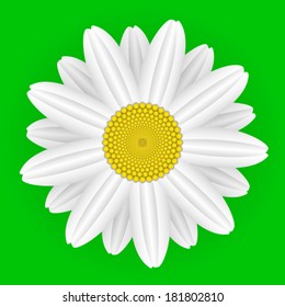 Daisy flower on green background