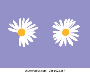 Daisy flower on purple background, hand drawn flower