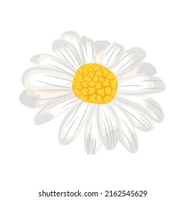 flor margarita sobre fondo blanco