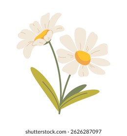 Daisy flower on white background. A pair of cute hand drawn chamomile flowers. Vector botanical element