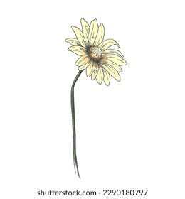 daisy flower pencil drawing. hand drawn vector flower illustration. isolated chamomile flower on a white background. botanical artwork for print. vintage flower drawing.