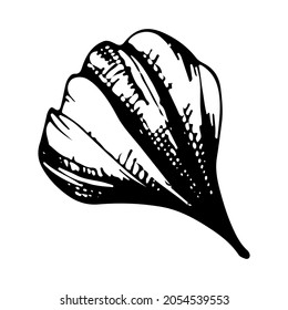 Daisy flower petal. Vector linear illustration. Black and white graphics.