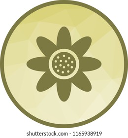 Daisy, flower, petals