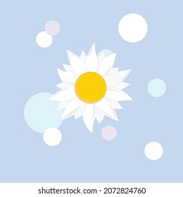 Flor de margarita sin fisuras en la ilustración de fondo blanco. Ilustración vectorial.