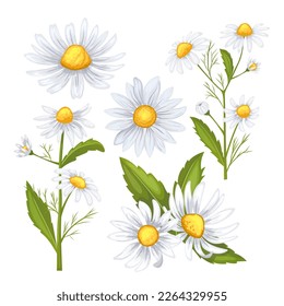 daisy flower set cartoon. white nature plant, summer floral, spring blossom, yellow chamomile, petal camomile, beautiful daisy flower vector illustration