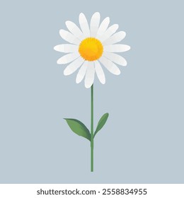 daisy flower set cartoon. white nature plant, summer floral, spring blossom, yellow chamomile, petal camomile, beautiful daisy flower vector illustration