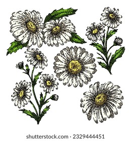 daisy flower set hand drawn. nature plant, vector illustration, blossom beautiful daisy flower vector sketch. isolated color illustration