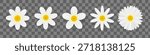 Daisy flower set. Realistic daisies isolated on background