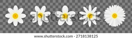 Daisy flower set. Realistic daisies isolated on background