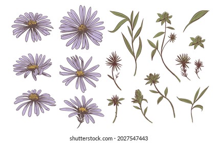 Daisy flower. Sketch illustration. Vector outline set. 