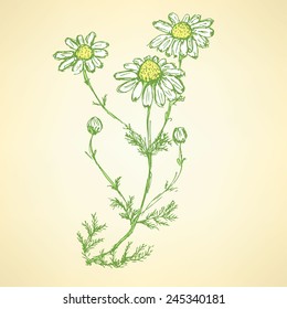 Daisy flower in sketch style, vector background 