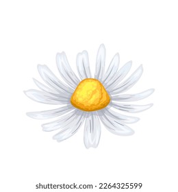 daisy flower summer cartoon. floral spring, white nature, plant blossom, chamomile yellow, petal camomile, beautiful bloom daisy flower summer vector illustration