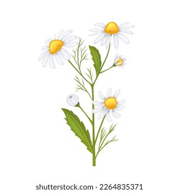 daisy flower summer cartoon. floral spring, white nature, plant blossom, yellow, petal camomile, beautiful bloom daisy flower summer vector illustration