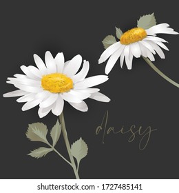 Flor de margarita. Dos ilustraciones de flores blancas en suelo gris