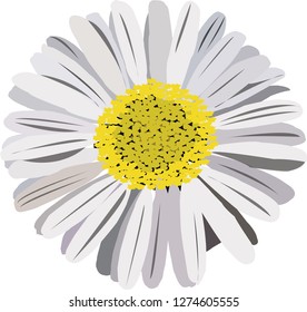 daisy flower vector
