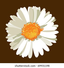 Daisy Flower. Vector.