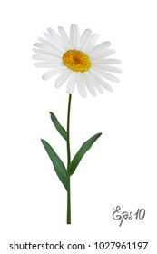 Daisy flower vector background. Chamomile blossom illustration