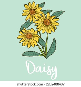 Daisy Flower Vector Color Illustration
