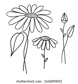 Daisy flower vector contour image. Isolated element on a white background.