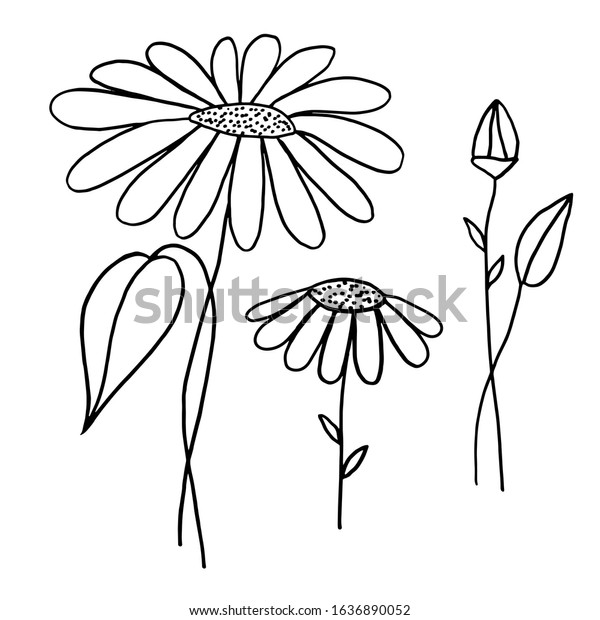 Daisy Flower Vector Contour Image Isolated Stock Vector (Royalty Free ...