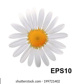 Daisy flower. Vector illustration