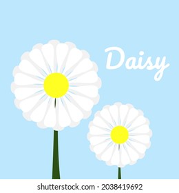 Daisy flower vector illustration. Daisy flowers in blue background. Flat design.