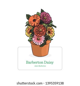 Daisy flower vector illustration. House plant with pot colour drawing. Floral image with plant name in English and Latin.
