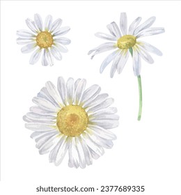 Daisy flower vector illustration set. Hand drawn clip art of white chamomile on isolated background. Watercolor botanical drawing of bouquet of marguerite. Painting of floral herb