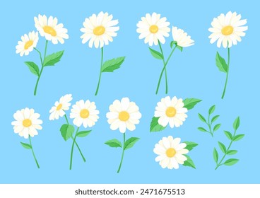 Daisy flower vector illustration set of material illustrations of white flowers and leaves.